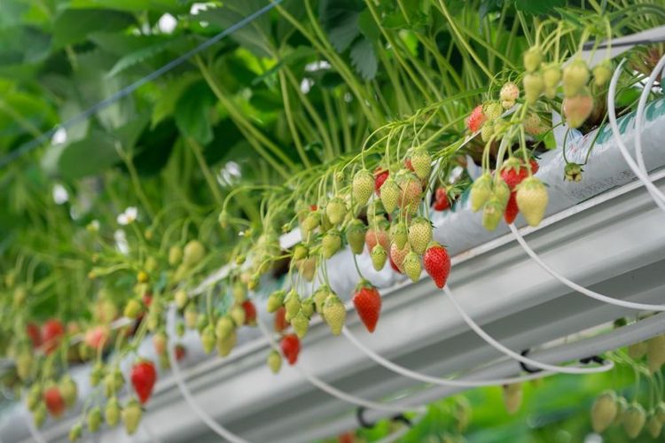 Des fraises cultivées en hydroponie en train de pousser sous la serre de Guillaume Beaudoin